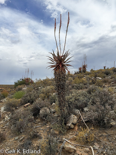 Aloe comosa