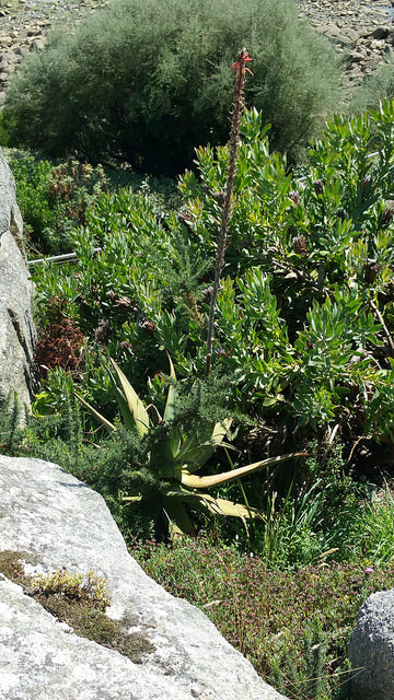 Aloe comosa