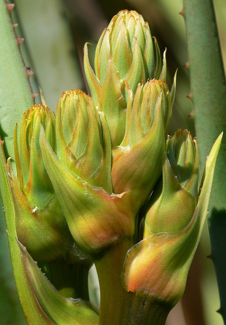 Aloe cryptopoda