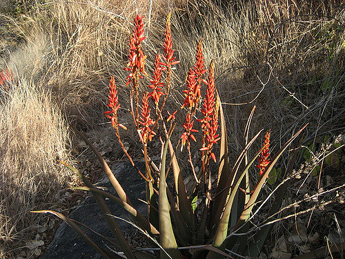 Aloe cryptopoda