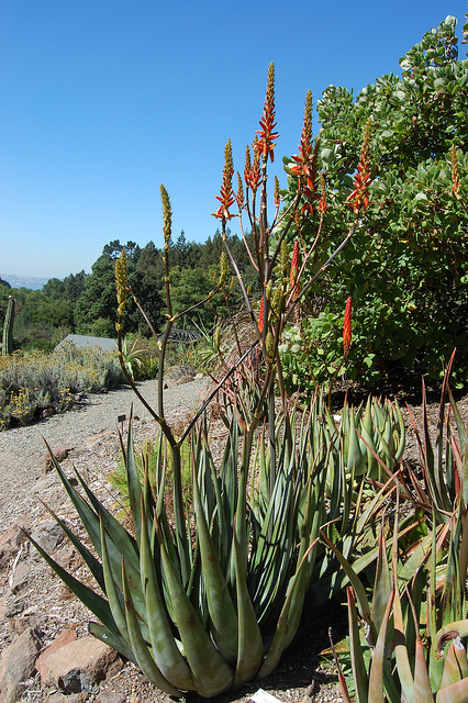 Aloe cryptopoda