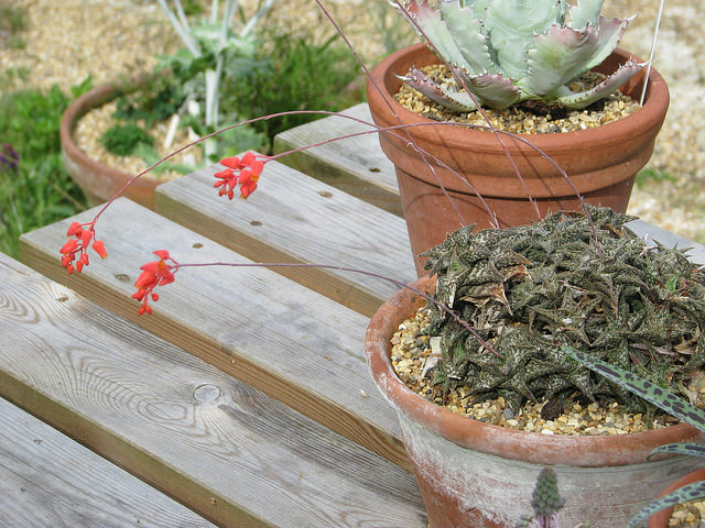 Aloe descoingsii