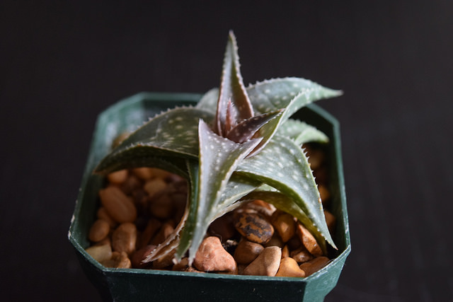 Aloe descoingsii
