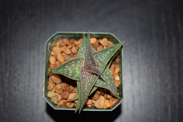 Aloe descoingsii
