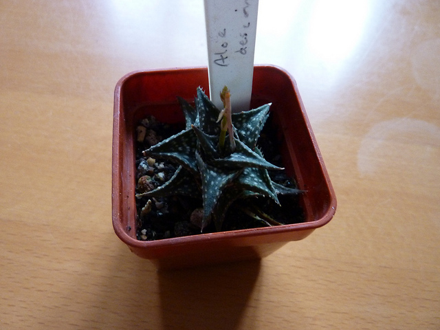 Aloe descoingsii