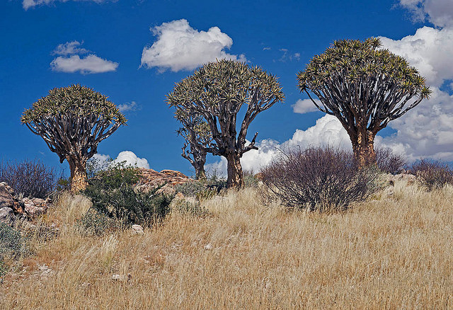 Aloe dichotoma (Aloe dichotoma)