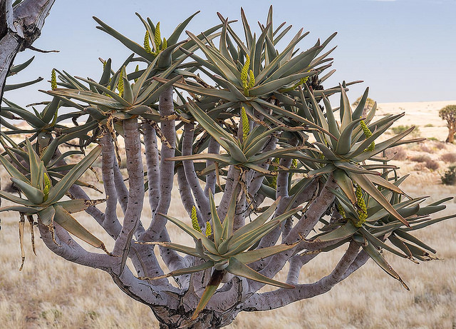 Aloe dichotoma