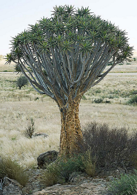 Aloe dichotoma