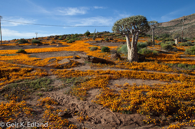 Aloe dichotoma