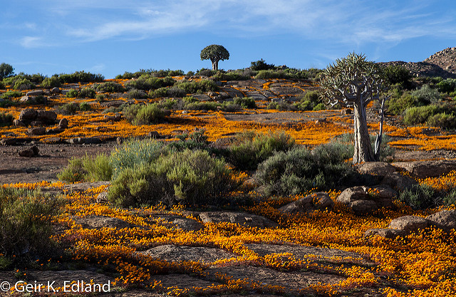 Aloe dichotoma