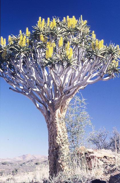 Aloe dichotoma