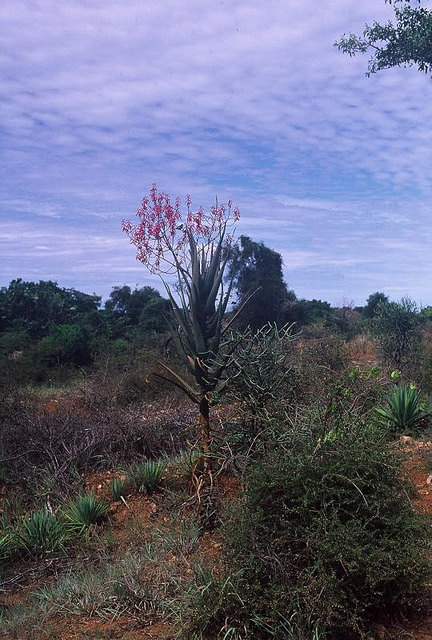 Aloe divaricata