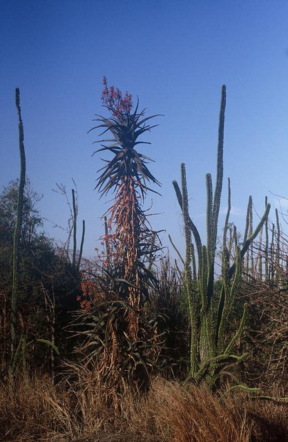 Aloe divaricata