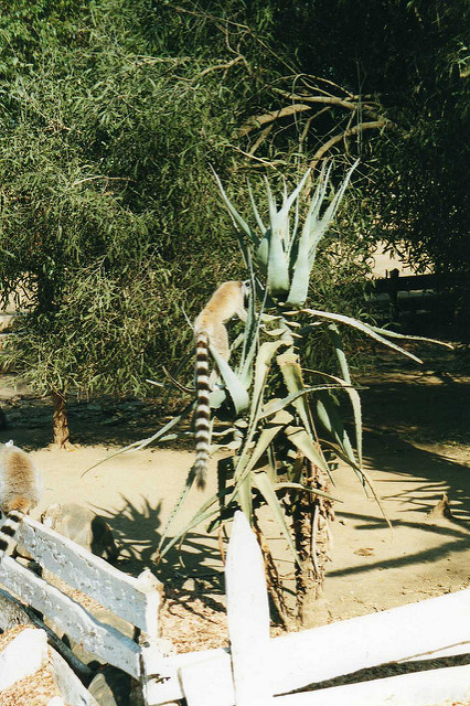 Aloe divaricata