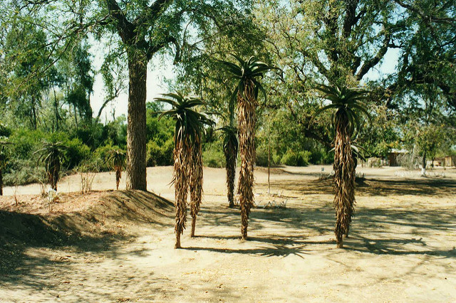 Aloe divaricata