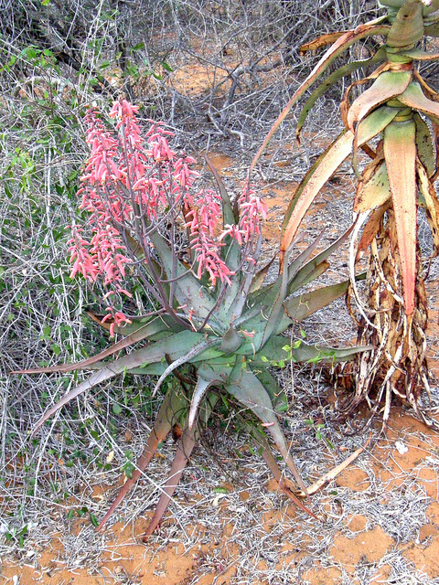 Aloe divaricata