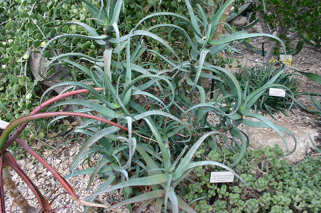 Aloe divaricata