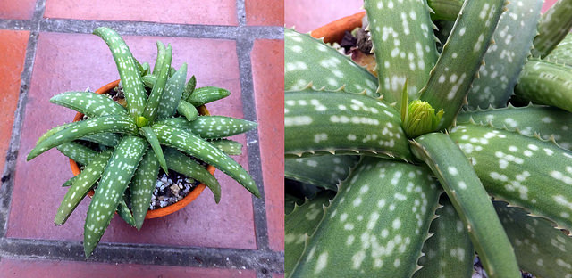Aloe ellenbeckii