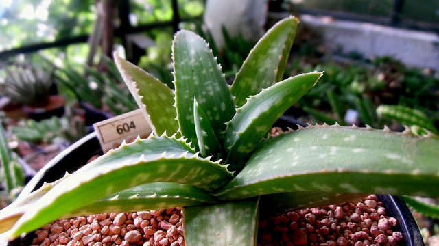 Aloe ellenbeckii