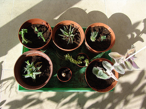 Aloe ellenbeckii (Aloe ellenbeckii)