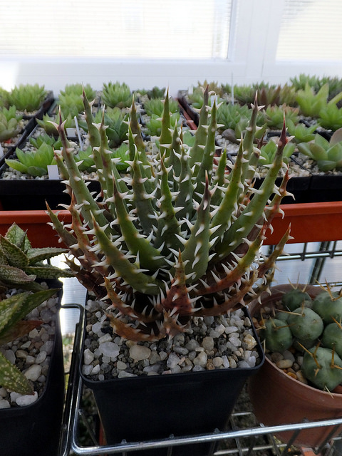 Aloe erinacea (Aloe erinacea)