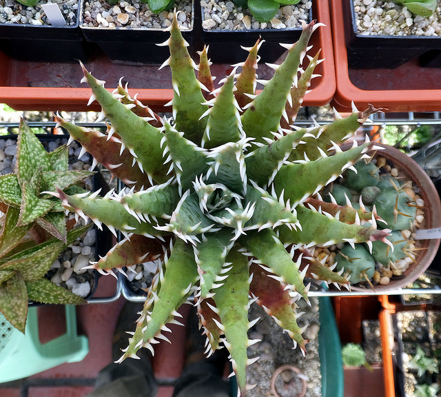 Aloe erinacea