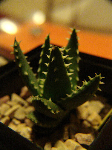 Aloe erinacea