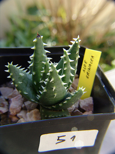 Aloe erinacea