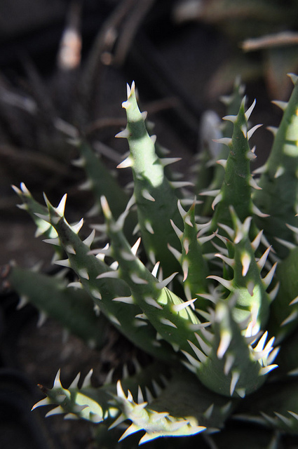 Aloe erinacea