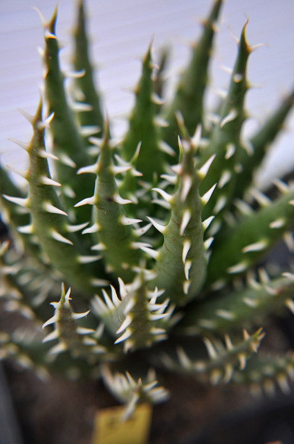 Aloe erinacea
