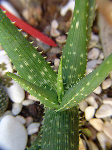 Aloe gariepensis