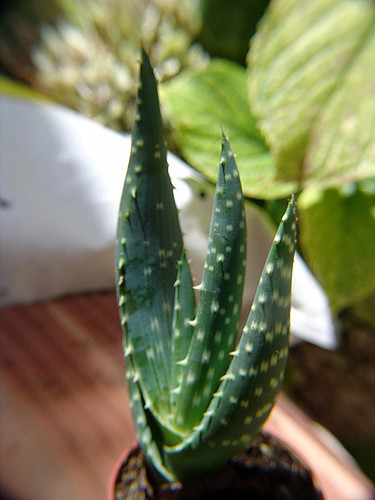 Aloe gariepensis