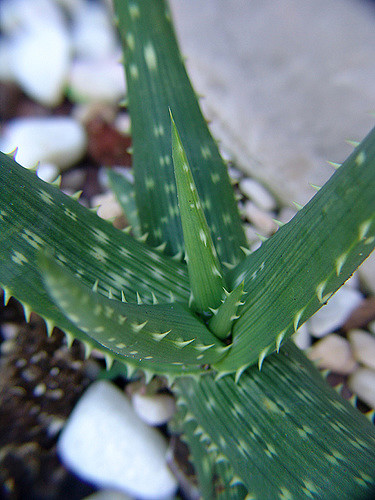 Aloe gariepensis