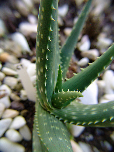 Aloe gariepensis