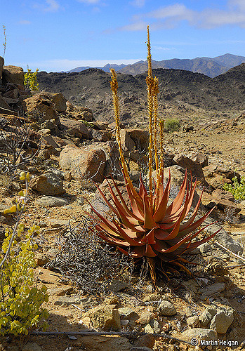 Aloe gariepensis
