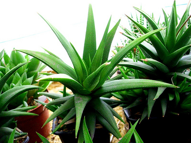 Aloe glauca