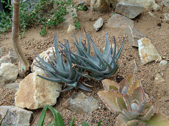 Aloe glauca