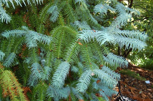 Aloe glauca
