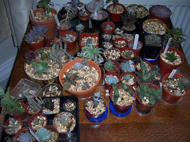 Aloe glauca (Aloe glauca)