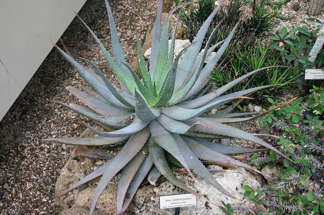 Aloe globuligemma