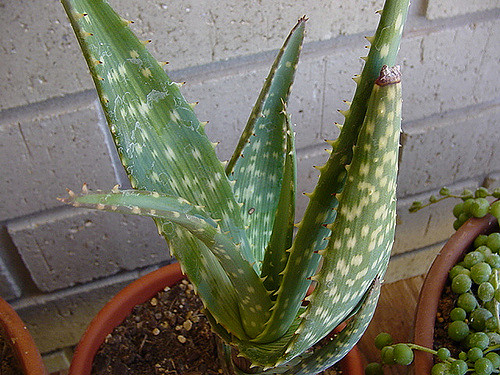 Aloe hereroensis