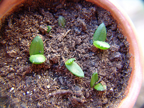 Aloe hereroensis