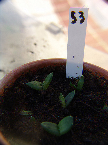 Aloe hereroensis