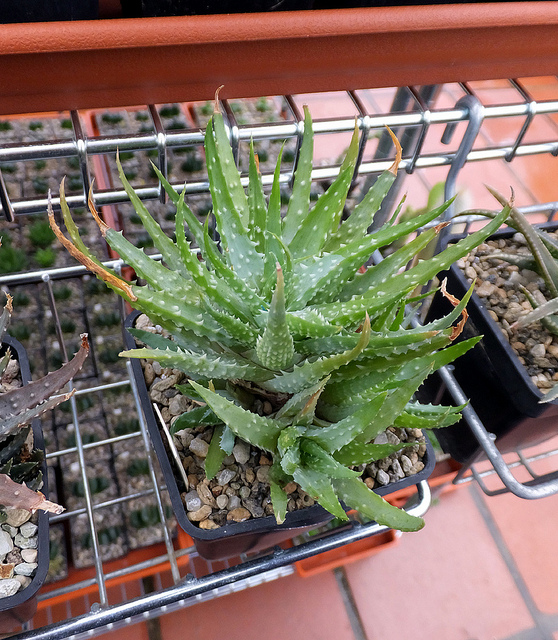 Aloe humilis