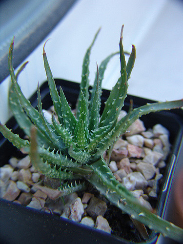 Aloe humilis