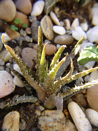 Aloe humilis