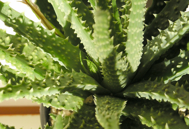 Aloe humilis