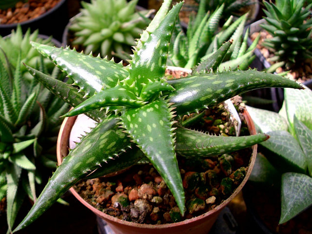 Aloe jucunda (Aloe jucunda)