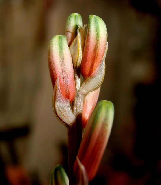 Aloe jucunda