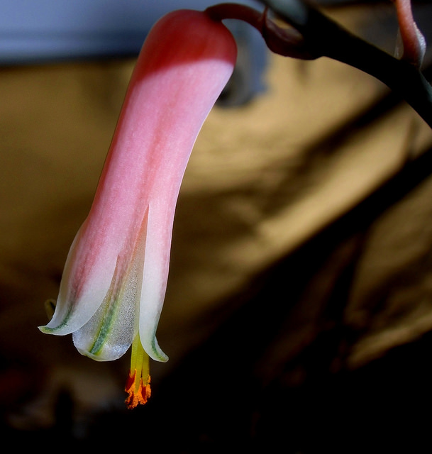 Aloe jucunda